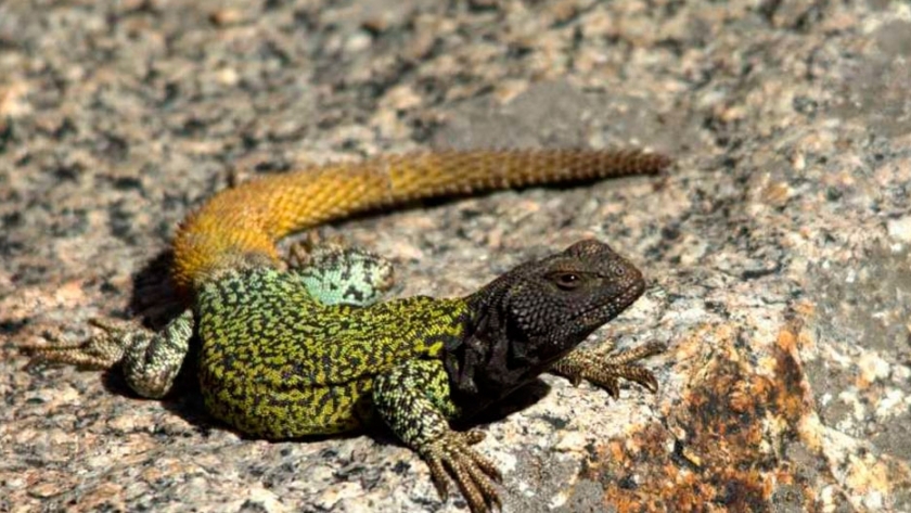 Diversas especies vuelven a poblar el Cordón del Plata