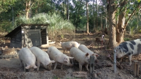 Porcicultura, una alternativa de inserción juvenil