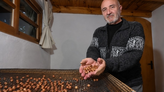 De cero al campo: la historia del pionero de las avellanas
