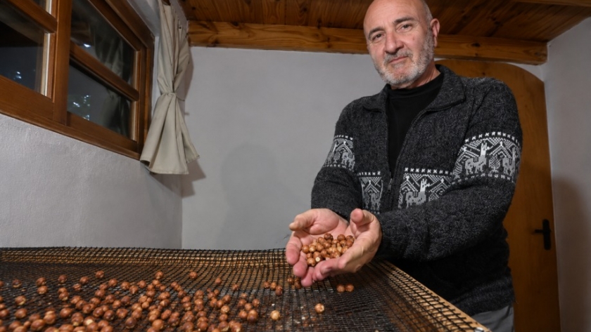 De cero al campo: la historia del pionero de las avellanas