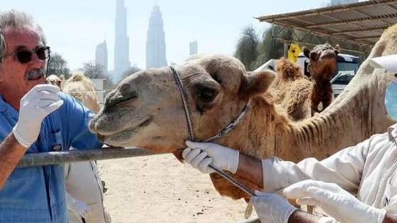 Los camellos sufren de fiebre aftosa, Bioegénesis Bagó anuncia que exportará la vacuna hacia los países árabes