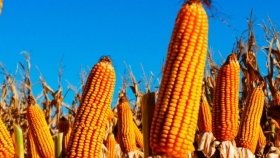 Investigadores argentinos determinaron los mecanismos fisiológicos que aumentan los rindes del maíz