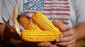 Los exportadores de maíz de EE. UU. acumulan volúmenes monstruosos
