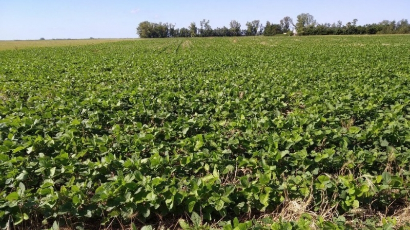 Clima y commodities: claves para el ingreso de dólares del campo en 2025