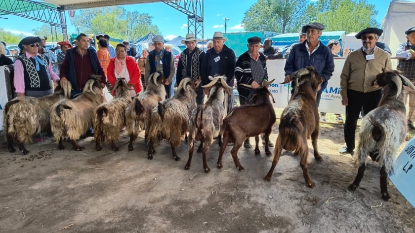 Fiesta Provincial del Chivito: fin de semana de jura, remate y premiaciones