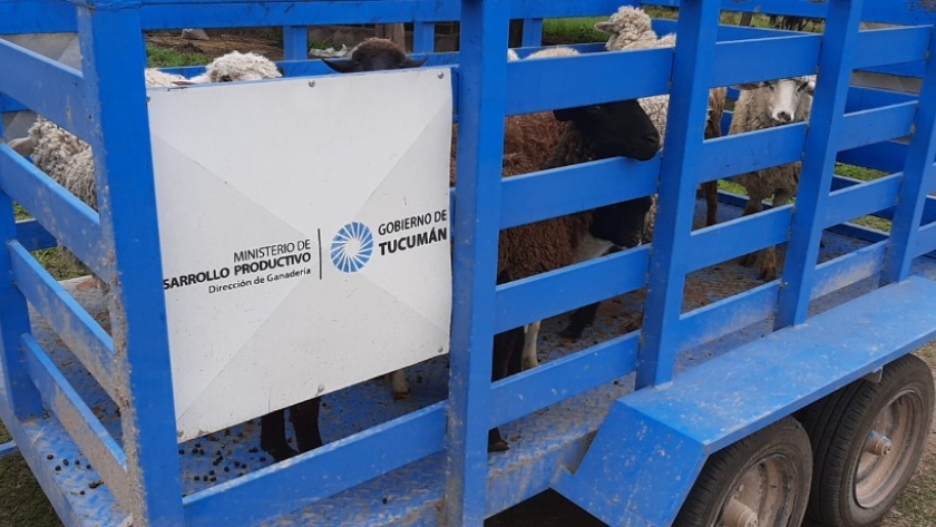 Asisten a productores ovinos en Chulca