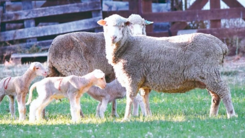 Nacieron los primeros corderos de embriones producidos in vitro