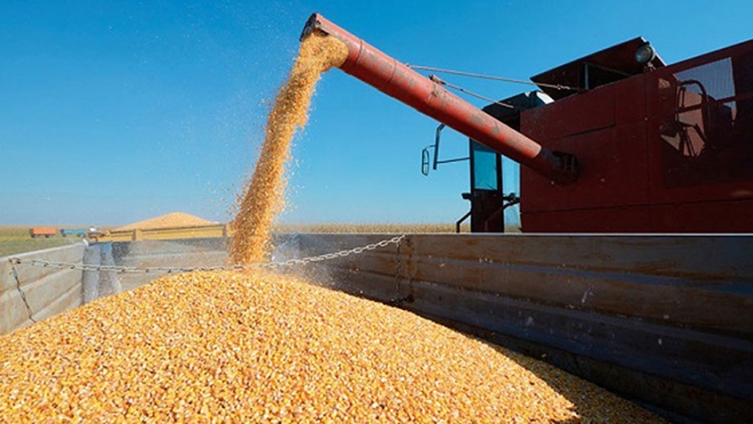 Exportaciones de cereales: enfoque en la calidad, impulso de infraestructura