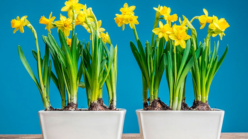 Aprende a cultivar el narciso (Narcissus), una planta de bulbo que florece en invierno
