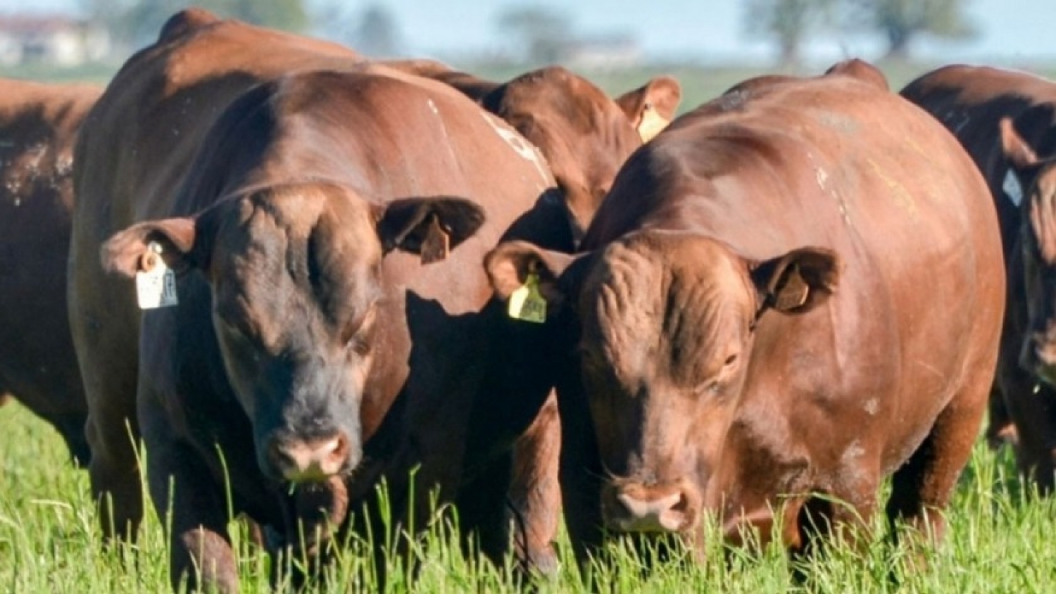 Empaste bovino: claves para aprovechar la alfalfa con seguridad