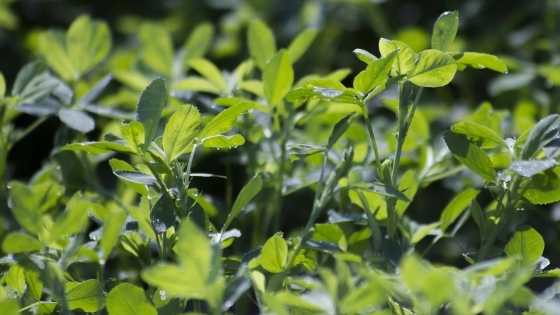 El Gobierno de San Luis impulsa el cultivo de alfalfa