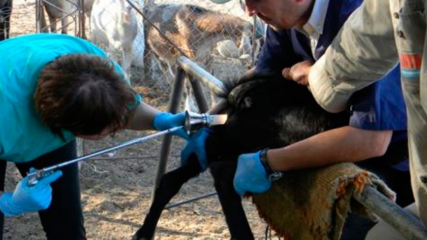 Módulo II Biotecnologías Reproductivas: Aplicación y resultados para sistemas de cría caprina