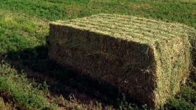 Megafardos de alfalfa, la opción más rentable