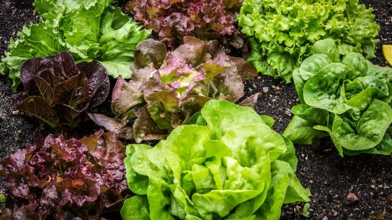 Lechuga en mayo: producción récord y consumo a la baja derrumban precios