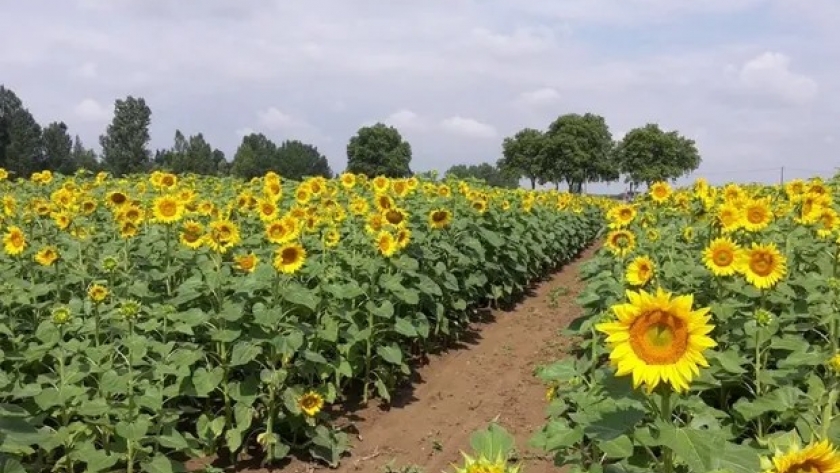 Girasol: la humedad impacta en la campaña del norte y se retrasa la siembra en áreas claves