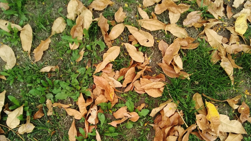 Oportunidades del Otoño: utilizar las hojas secas que caen para nuestra Huerta