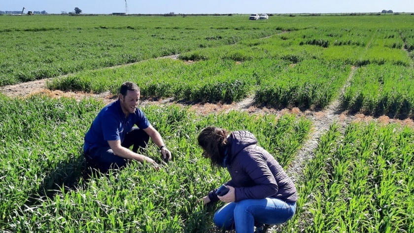 Comienza la campaña de invierno: una fertilización “disruptiva” para lograr mejores resultados