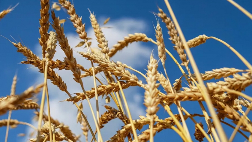 Rusia construye en Siberia una fábrica para hacer bioplástico a partir de trigo