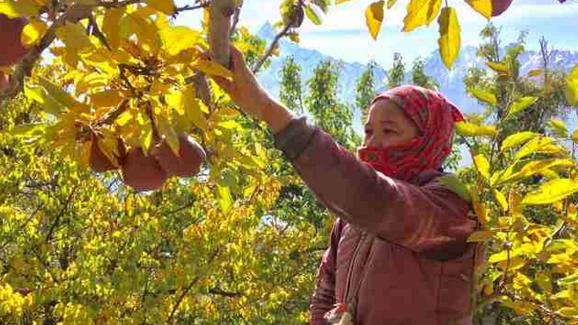 Los productores de manzanas del himalaya indio sienten el calor