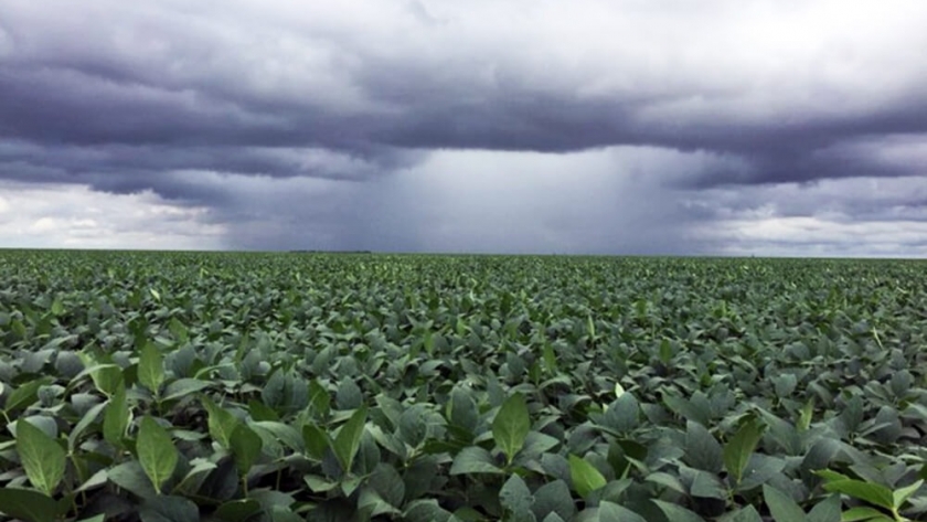 INTA presenta la aplicación SoyVAR para cultivares de soja