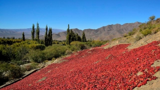 Apoyo a pequeños productores para potenciar el pimiento y conservas