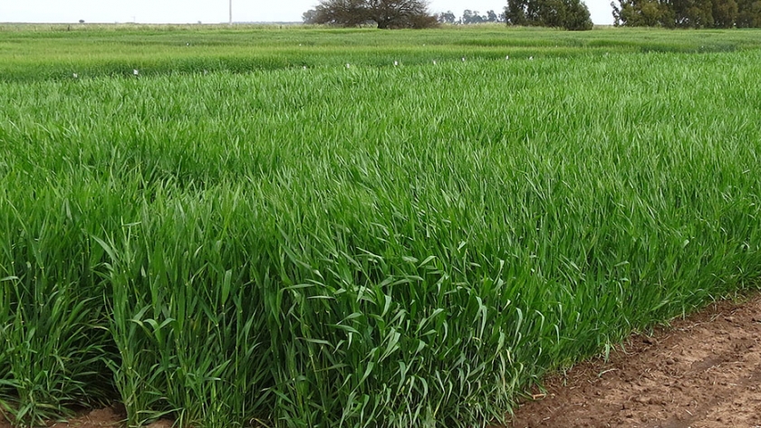 Evaluación de cultivares de cebada en Paraná, Entre Ríos - 2018 y 2019