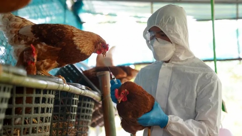 La Gobernadora Carreras dispuso la Emergencia Agropecuaria por Gripe Aviar