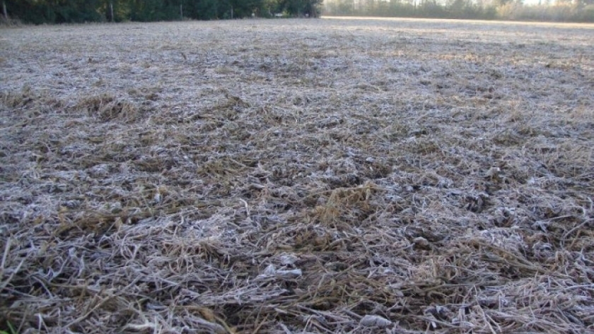 Heladas extremas causan pérdida del 60% en la producción de verduras en Santa Fe