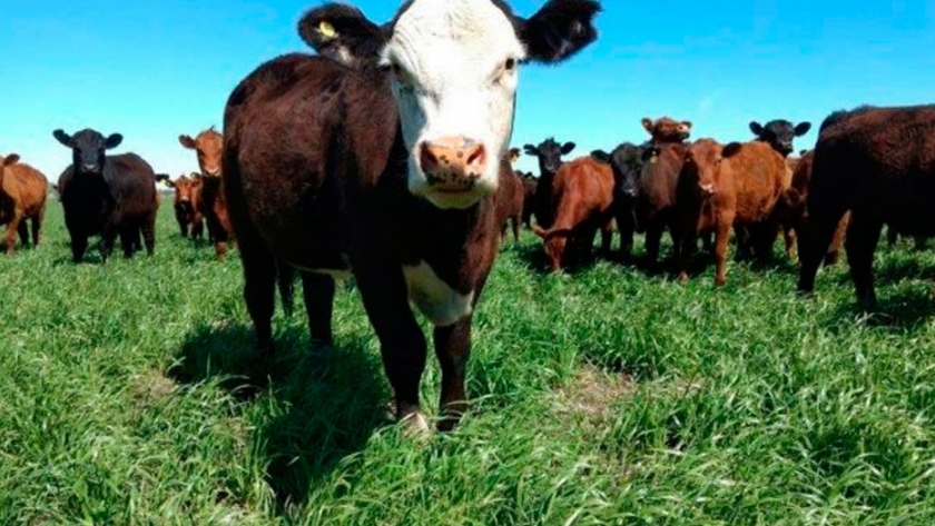 Recría pastoril intensiva: más de 1.000 kilos de carne por hectárea