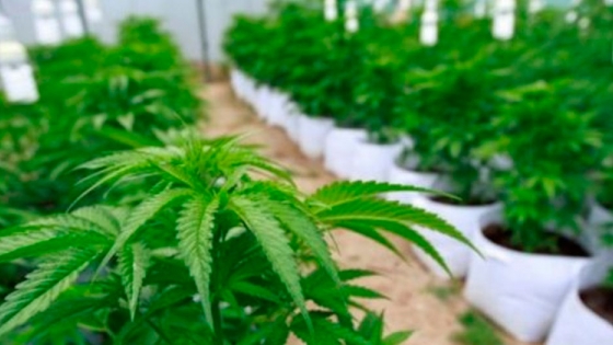 Cannabis, ¿el nuevo negocio del agro?