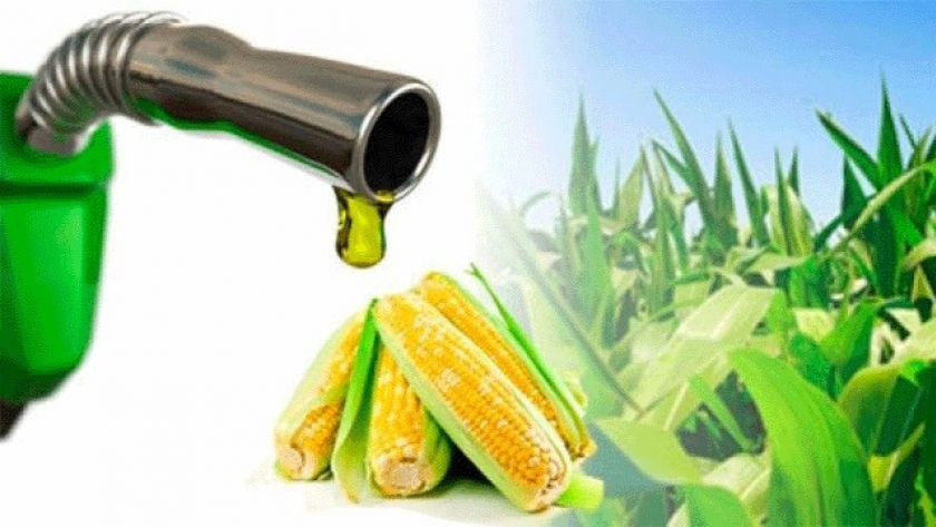 El maíz bate récords gracias a la producción de bioetanol