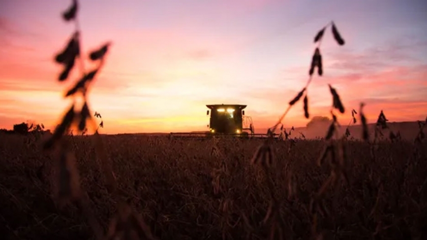 Fuertes bajas para la soja en medio de un desplome histórico del petróleo