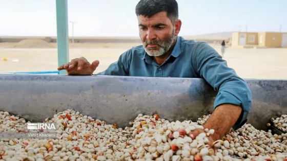 Mercado en alerta: el conflicto en Irán amenaza la oferta mundial de pistachos