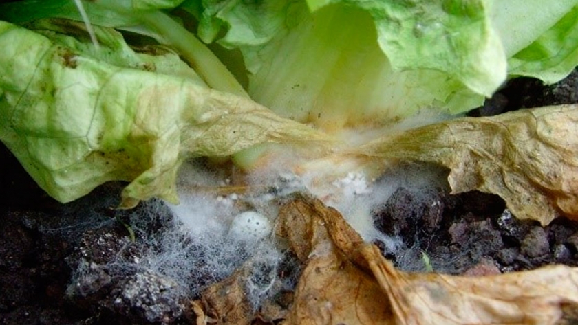 Pudrición blanca en lechuga