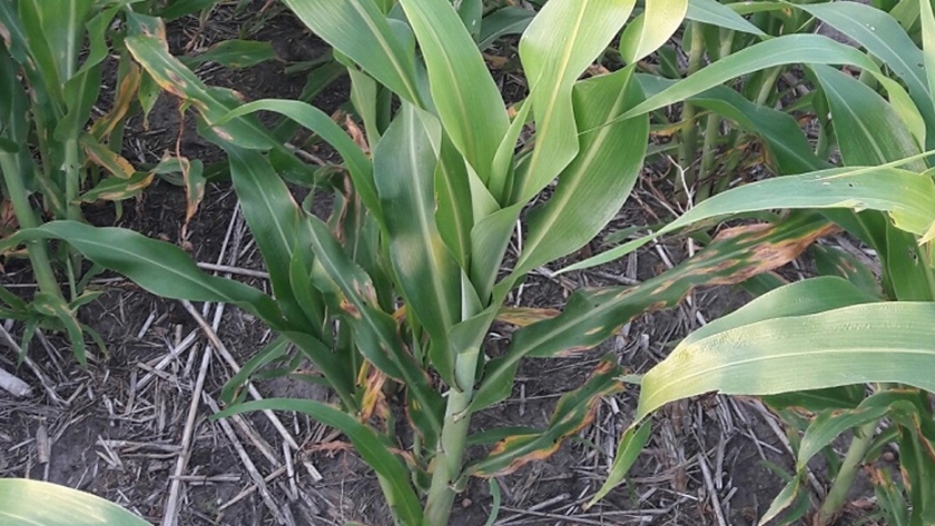 Pautas para la detección y manejo de las enfermedades en sorgo