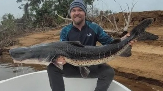 Pescó un surubí de 40 kilos, la especie de mayor longitud del río Paraná
