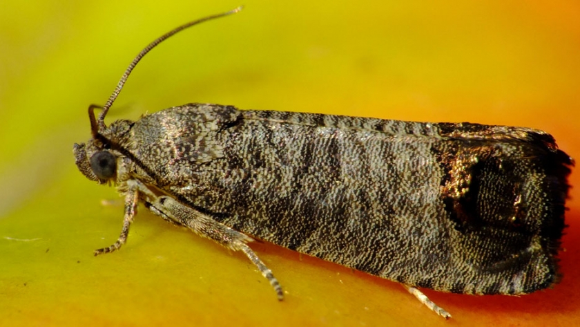 Carpocapsa