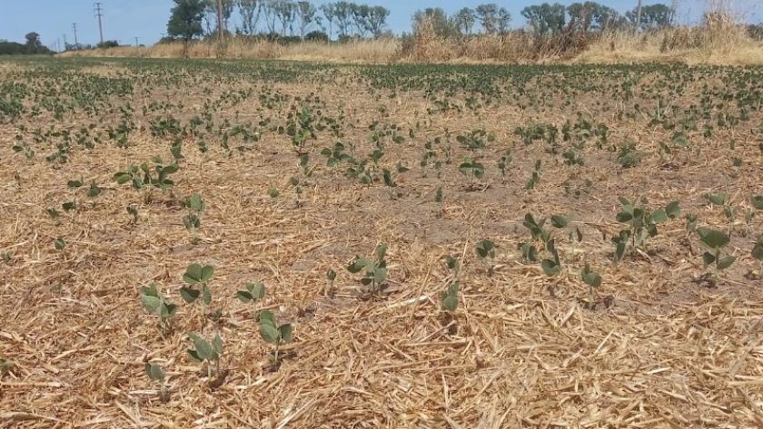 El Gobierno advierte que la falta de lluvias pone en riesgo los cultivos en Argentina