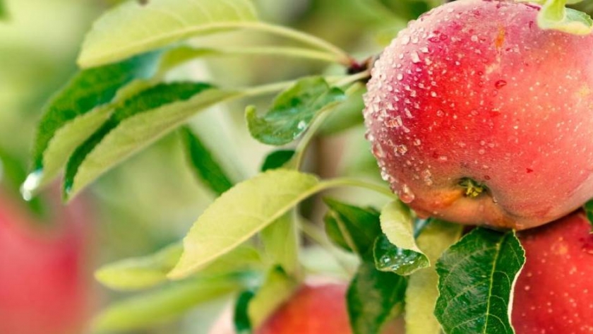 Frutas: en manos de la cuarta generación familiar, Trevisur sigue expandiéndose