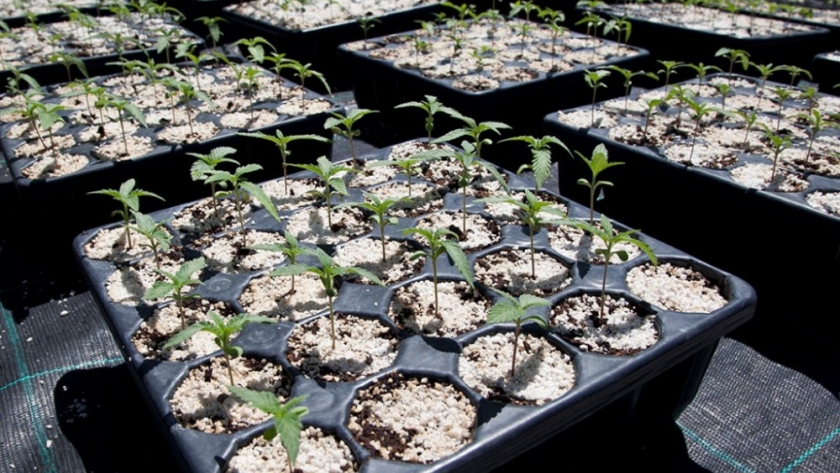 El Gobierno tomó una nueva medida para regular el cultivo de cannabis