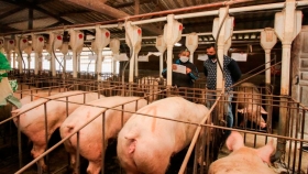 Recomendaciones de bioseguridad en granjas porcinas