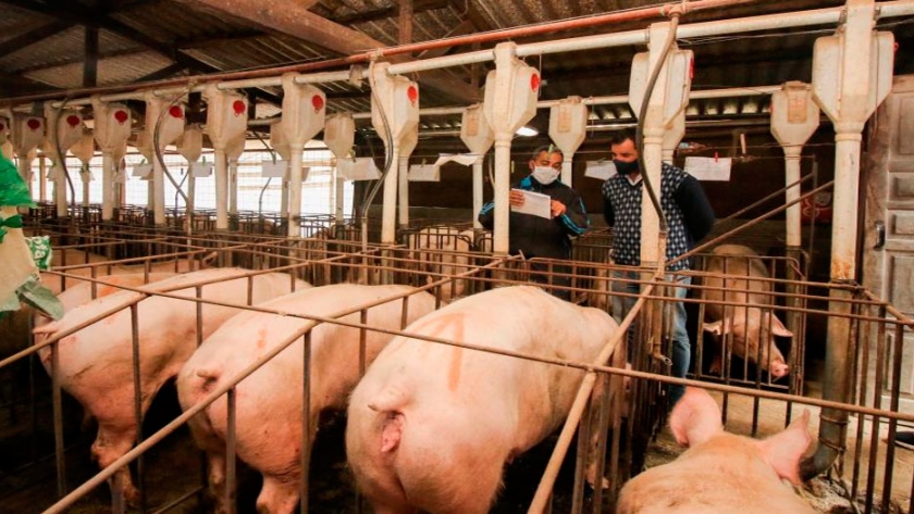 Recomendaciones de bioseguridad en granjas porcinas