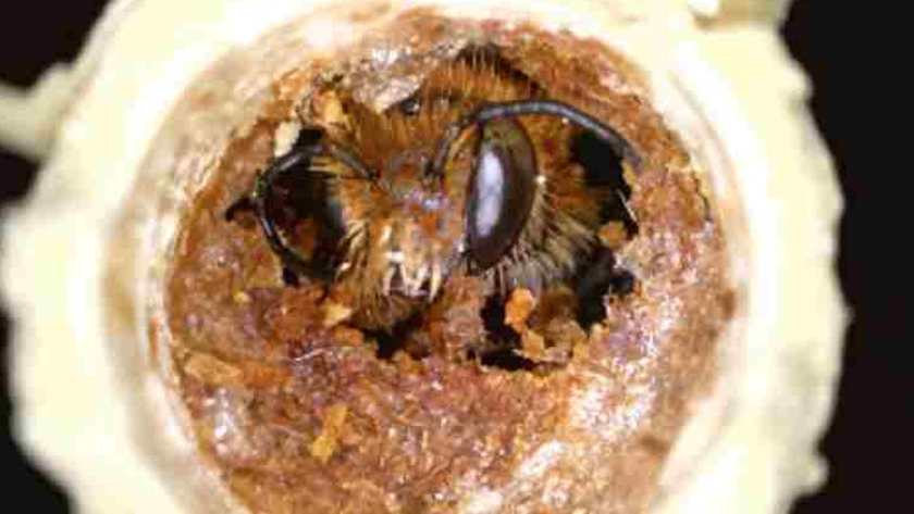 Identifican abejas solitarias en el olivar como bioindicadoras del cultivo intensivo o ecológico