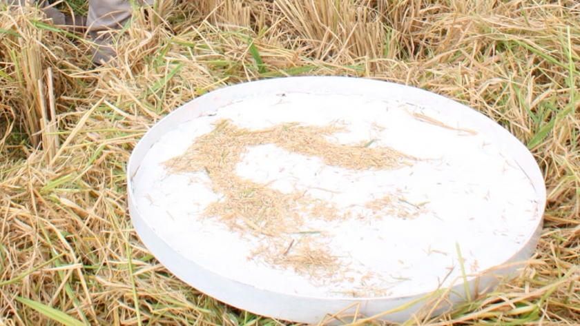 Una forma sencilla y rápida de medir las pérdidas de cosecha en arroz