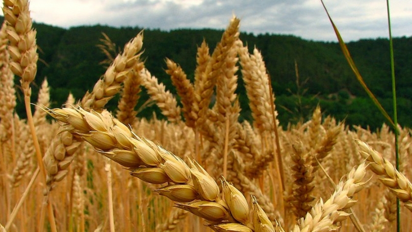 Canadá sigue encontrando formas de degradar el trigo del MonDak