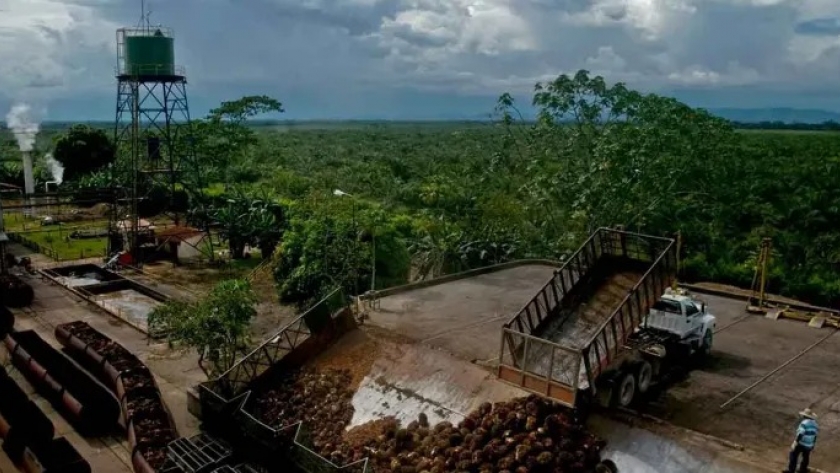 Productores colombianos de aceite de palma apuntan al mercado de biojet