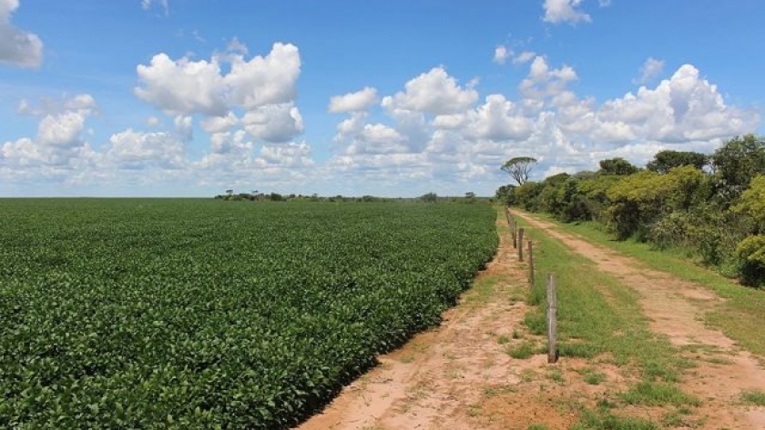 Deforestación y trazabilidad en Brasil y Paraguay