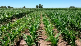 Maíz, soja y trigo: así reaccionarían los rindes a una ley de promoción en el uso de fertilizantes