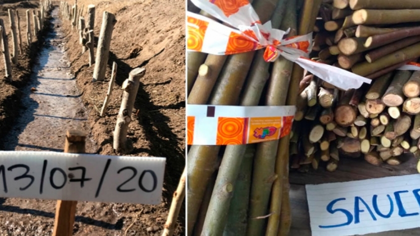 Los viveros forestales de la provincia trabajan en la producción de estacas