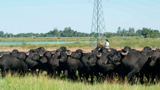 La producción de búfalos gana terreno en el NEA como una alternativa ganadera para campos de baja aptitud